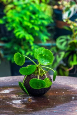 9cm / 3.5" Round Black Horticultural Lava Rock Volcanic Rock Planter For Succulents, Moss, Tropical Palants, Terrariums 23 9cm / 3.5" Round Black Horticultural Lava Rock Volcanic Rock Planter For Succulents, Moss, Tropical Palants, Terrariums -Terrarium Plant Hub IMG 2203 2