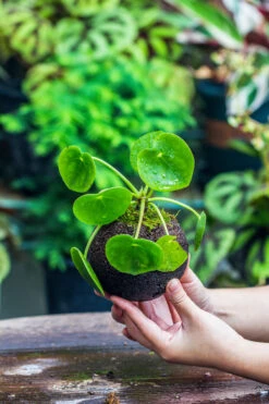 9cm / 3.5" Round Black Horticultural Lava Rock Volcanic Rock Planter For Succulents, Moss, Tropical Palants, Terrariums 24 9cm / 3.5" Round Black Horticultural Lava Rock Volcanic Rock Planter For Succulents, Moss, Tropical Palants, Terrariums -Terrarium Plant Hub IMG 2205
