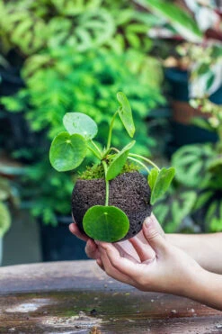 9cm / 3.5" Round Black Horticultural Lava Rock Volcanic Rock Planter For Succulents, Moss, Tropical Palants, Terrariums 25 9cm / 3.5" Round Black Horticultural Lava Rock Volcanic Rock Planter For Succulents, Moss, Tropical Palants, Terrariums -Terrarium Plant Hub IMG 2207