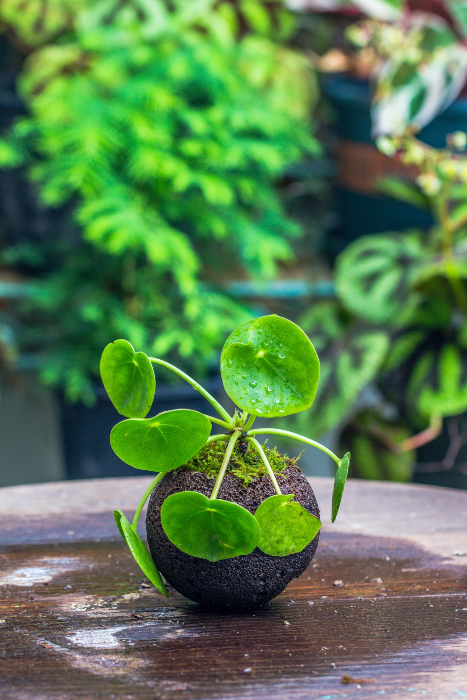 9cm / 3.5" Round Black Horticultural Lava Rock Volcanic Rock Planter For Succulents, Moss, Tropical Palants, Terrariums 12 9cm / 3.5" Round Black Horticultural Lava Rock Volcanic Rock Planter For Succulents, Moss, Tropical Palants, Terrariums - Image 10