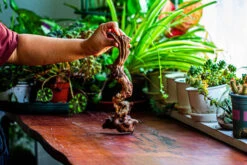 Natural Driftwood For Moss Terrarium, Miniature, Micro Landscape, Unique 12-36, Suitable For Both Live And Preserved Moss -Terrarium Plant Hub IMG 2219 8c57d3f6 8669 470e bb3e 520f438d2df7