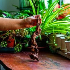 Natural Driftwood For Moss Terrarium, Miniature, Micro Landscape, Unique 12-36, Suitable For Both Live And Preserved Moss