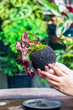 3 Units 10cm / 3.7" Round Red Horticultural Lava Rock Volcanic Rock Planter For Succulents, Moss, Tropical Palants, Terrariums -Terrarium Plant Hub IMG 2221