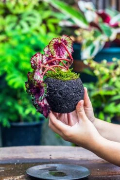 3 Units 10cm / 3.7" Round Red Horticultural Lava Rock Volcanic Rock Planter For Succulents, Moss, Tropical Palants, Terrariums -Terrarium Plant Hub IMG 2224