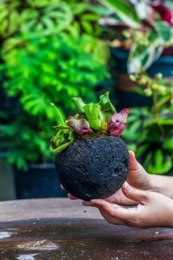 3 Unit 12cm / 4.7" Round Red Horticultural Lava Rock Volcanic Rock Planter For Succulents, Moss, Tropical Palants, Terrariums -Terrarium Plant Hub IMG 2234