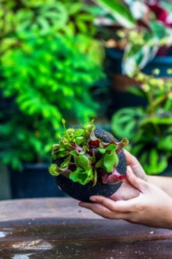 3 Unit 12cm / 4.7" Round Red Horticultural Lava Rock Volcanic Rock Planter For Succulents, Moss, Tropical Palants, Terrariums -Terrarium Plant Hub IMG 2235