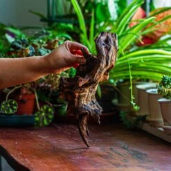 Natural Driftwood For Moss Terrarium, Miniature, Micro Landscape, Unique 12-11, Suitable For Both Live And Preserved Moss -Terrarium Plant Hub IMG 2254