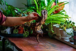 Natural Driftwood For Moss Terrarium, Miniature, Micro Landscape, Unique 12-11, Suitable For Both Live And Preserved Moss -Terrarium Plant Hub IMG 2254 31600c6f 2db6 42b6 852e 9f7588ec13a8