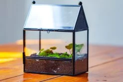 Simplified Mini House Shape Glass Geometric Terrarium For Jumping Spider -Terrarium Plant Hub IMG 2254 92b49a0f 07b6 40df 969a efea5cbbe15e