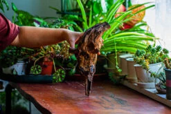 Natural Driftwood For Moss Terrarium, Miniature, Micro Landscape, Unique 12-11, Suitable For Both Live And Preserved Moss -Terrarium Plant Hub IMG 2255 ca033ec5 05aa 41a8 bbb5 5f6d94f6c718