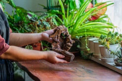 Natural Driftwood For Moss Terrarium, Miniature, Micro Landscape, Unique 12-11, Suitable For Both Live And Preserved Moss -Terrarium Plant Hub IMG 2257 de2ea334 40e1 4cd8 bd55 dfbc7e6dd602