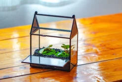 Simplified Mini House Shape Glass Geometric Terrarium For Jumping Spider -Terrarium Plant Hub IMG 2267 fa90fd45 b867 43fa bb7f 6b9ae87f8799