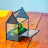 Simplified Mini House Shape Glass Geometric Terrarium For Jumping Spider 2 Simplified Mini House Shape Glass Geometric Terrarium For Jumping Spider -Terrarium Plant Hub IMG 2268 304435dd 747f 4784 86c0 c080b1658495