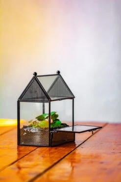 Simplified Mini House Shape Glass Geometric Terrarium For Jumping Spider -Terrarium Plant Hub IMG 2269 b11fb29b 59fb 49c2 9290 2d808ef3a7b0