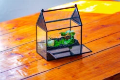 Simplified Mini House Shape Glass Geometric Terrarium For Jumping Spider -Terrarium Plant Hub IMG 2270 268bc822 57b0 41f2 9c17 711562c3047f