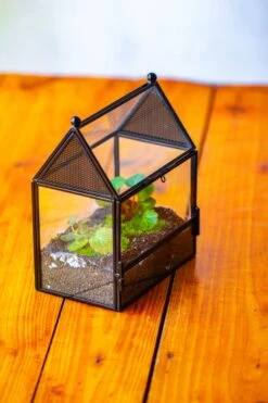 Simplified Mini House Shape Glass Geometric Terrarium For Jumping Spider -Terrarium Plant Hub IMG 2272 cd32b4ee b384 4af0 ae92 b4648fdbdf3d