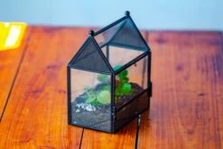 Simplified Mini House Shape Glass Geometric Terrarium For Jumping Spider -Terrarium Plant Hub IMG 2273 73f32608 5d4d 45a8 b1d6 ef9e3cc277f2