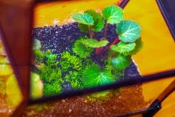 Simplified Mini House Shape Glass Geometric Terrarium For Jumping Spider -Terrarium Plant Hub IMG 2274 17fab5c1 75f4 4242 a1a7 a644470fc5bd