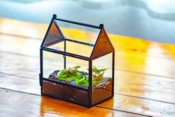 Simplified Mini House Shape Glass Geometric Terrarium For Jumping Spider -Terrarium Plant Hub IMG 2275 26b115b1 56c4 4bae 9bbb 9bba5e4ae095