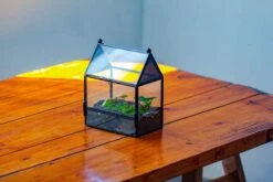 Simplified Mini House Shape Glass Geometric Terrarium For Jumping Spider -Terrarium Plant Hub IMG 2276 21c7abce d87b 4b16 938c cb6c6ce29aff