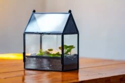 Simplified Mini House Shape Glass Geometric Terrarium For Jumping Spider -Terrarium Plant Hub IMG 2277 b4e28923 fa8a 483a aed7 c7f97fb93715