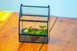 Simplified Mini House Shape Glass Geometric Terrarium For Jumping Spider -Terrarium Plant Hub IMG 2279 a00495af 08be 4d70 8b5a bfe06c379ec2