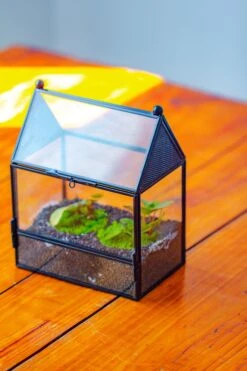 Simplified Mini House Shape Glass Geometric Terrarium For Jumping Spider -Terrarium Plant Hub IMG 2280 eef69a6e 19f7 4564 aecb 4064a5fe77e6