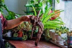 Natural Driftwood For Moss Terrarium, Miniature, Micro Landscape, Unique 12-29, Suitable For Both Live And Preserved Moss -Terrarium Plant Hub IMG 2285