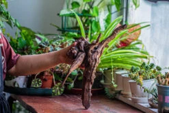 Natural Driftwood For Moss Terrarium, Miniature, Micro Landscape, Unique 12-29, Suitable For Both Live And Preserved Moss -Terrarium Plant Hub IMG 2286