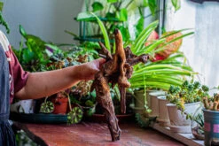 Natural Driftwood For Moss Terrarium, Miniature, Micro Landscape, Unique 12-29, Suitable For Both Live And Preserved Moss -Terrarium Plant Hub IMG 2287