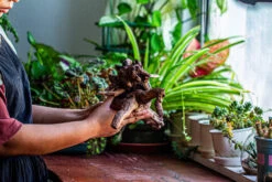 Natural Driftwood For Moss Terrarium, Miniature, Micro Landscape, Unique 12-29, Suitable For Both Live And Preserved Moss -Terrarium Plant Hub IMG 2288