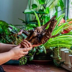 Natural Driftwood For Moss Terrarium, Miniature, Micro Landscape, Unique 12-29, Suitable For Both Live And Preserved Moss -Terrarium Plant Hub IMG 2289