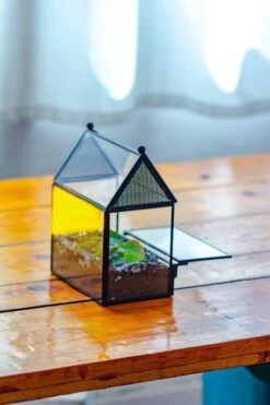 Simplified Mini House Shape Glass Geometric Terrarium For Jumping Spider -Terrarium Plant Hub IMG 2298 f6170a1e 494e 4d74 93e1 ba7b643c2e0a