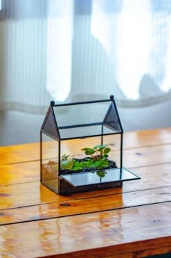 Simplified Mini House Shape Glass Geometric Terrarium For Jumping Spider -Terrarium Plant Hub IMG 2299 274e939e 3141 4641 b0c8 af8a90c7a9ee