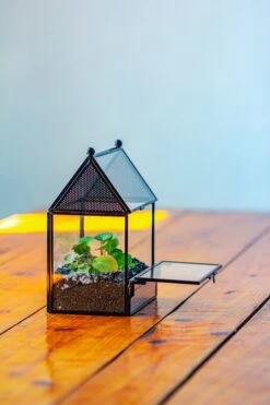 Simplified Mini House Shape Glass Geometric Terrarium For Jumping Spider -Terrarium Plant Hub IMG 2300 962c8bee 585d 4670 8d34 074d558fe66b