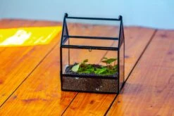 Simplified Mini House Shape Glass Geometric Terrarium For Jumping Spider -Terrarium Plant Hub IMG 2301 bfc8ec71 d9e2 45af 8573 c8576658fadd