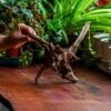 Natural Driftwood For Moss Terrarium, Miniature, Micro Landscape, Unique 12-5, Suitable For Both Live And Preserved Moss -Terrarium Plant Hub IMG 2307