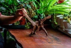 Natural Driftwood For Moss Terrarium, Miniature, Micro Landscape, Unique 12-5, Suitable For Both Live And Preserved Moss -Terrarium Plant Hub IMG 2309