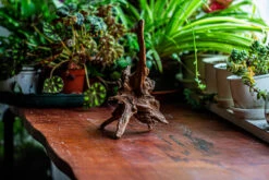 Natural Driftwood For Moss Terrarium, Miniature, Micro Landscape, Unique 12-5, Suitable For Both Live And Preserved Moss -Terrarium Plant Hub IMG 2311