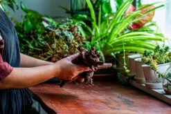 Natural Driftwood For Moss Terrarium, Miniature, Micro Landscape, Unique 12-27, Suitable For Both Live And Preserved Moss -Terrarium Plant Hub IMG 2317