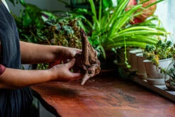 Natural Driftwood For Moss Terrarium, Miniature, Micro Landscape, Unique 12-27, Suitable For Both Live And Preserved Moss -Terrarium Plant Hub IMG 2318