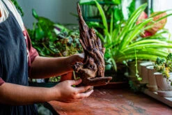 Natural Driftwood For Moss Terrarium, Miniature, Micro Landscape, Unique 12-27, Suitable For Both Live And Preserved Moss -Terrarium Plant Hub IMG 2321 a4d2e4aa 077a 4fa9 a310 5b879ebd68ac