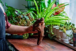 Natural Driftwood For Moss Terrarium, Miniature, Micro Landscape, Unique 12-14, Suitable For Both Live And Preserved Moss -Terrarium Plant Hub IMG 2323