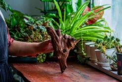 Natural Driftwood For Moss Terrarium, Miniature, Micro Landscape, Unique 12-14, Suitable For Both Live And Preserved Moss -Terrarium Plant Hub IMG 2324