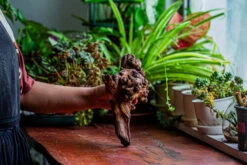 Natural Driftwood For Moss Terrarium, Miniature, Micro Landscape, Unique 12-14, Suitable For Both Live And Preserved Moss -Terrarium Plant Hub IMG 2325