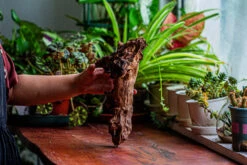 Natural Driftwood For Moss Terrarium, Miniature, Micro Landscape, Unique 12-17, Suitable For Both Live And Preserved Moss -Terrarium Plant Hub IMG 2328