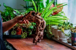 Natural Driftwood For Moss Terrarium, Miniature, Micro Landscape, Unique 12-17, Suitable For Both Live And Preserved Moss -Terrarium Plant Hub IMG 2329