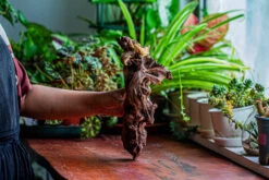 Natural Driftwood For Moss Terrarium, Miniature, Micro Landscape, Unique 12-17, Suitable For Both Live And Preserved Moss -Terrarium Plant Hub IMG 2330