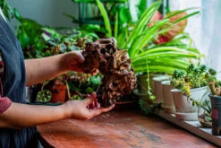 Natural Driftwood For Moss Terrarium, Miniature, Micro Landscape, Unique 12-17, Suitable For Both Live And Preserved Moss -Terrarium Plant Hub IMG 2331