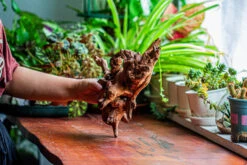 Natural Driftwood For Moss Terrarium, Miniature, Micro Landscape, Unique 12-21, Suitable For Both Live And Preserved Moss -Terrarium Plant Hub IMG 2341